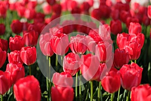 Many deep red tulips under sunshine