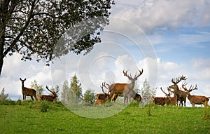 Many deers in wildlife