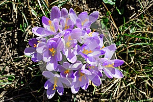 Many delicate blue crocus spring flowers in full bloom in a garden in a sunny day, beautiful outdoor floral background