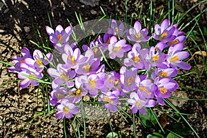 Many delicate blue crocus spring flowers in full bloom in a garden in a sunny day, beautiful outdoor floral background