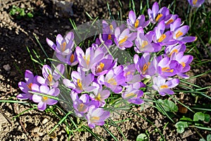 Many delicate blue crocus spring flowers in full bloom in a garden in a sunny day, beautiful outdoor floral background