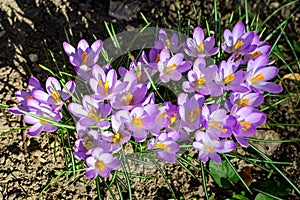 Many delicate blue crocus spring flowers in full bloom in a garden in a sunny day, beautiful outdoor floral background