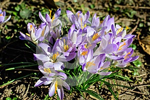 Many delicate blue crocus spring flowers in full bloom in a garden in a sunny day, beautiful outdoor floral background