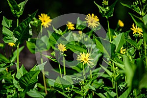 Many delicate fresh vivid yellow flowers of Jerusalem artichoke plant, commonly known as sunroot, sunchoke, or earth apple,