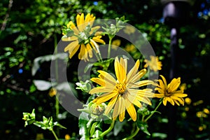 Many delicate fresh vivid yellow flowers of Jerusalem artichoke plant, commonly known as sunroot, sunchoke, or earth apple,