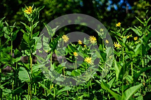 Many delicate fresh vivid yellow flowers of Jerusalem artichoke plant, commonly known as sunroot, sunchoke, or earth apple,