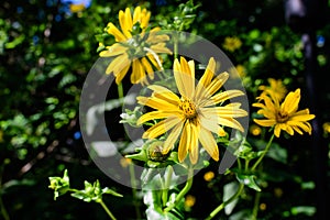 Many delicate fresh vivid yellow flowers of Jerusalem artichoke plant, commonly known as sunroot, sunchoke, or earth apple,