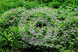 Many delicate light blue flowers of Geranium pratense wild plant, commonly known as  meadow crane`s-bill or meadow geranium, in a