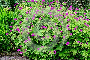 Many delicate light blue flowers of Geranium pratense wild plant, commonly known as  meadow crane`s-bill or meadow geranium, in a