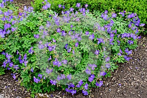 Many delicate light blue flowers of Geranium pratense wild plant, commonly known as meadow crane`s-bill or meadow geranium, in a g