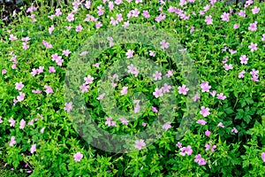 Many delicate light blue flowers of Geranium pratense wild plant, commonly known as meadow crane`s-bill or meadow geranium, in a