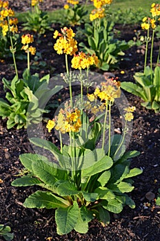 Many delicate orange and yellow flowers of Primula bulleyana plant or candelabra primroses in a garden in a sunny spring day, beau