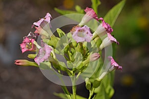 Many delicate pink flowers of Nicotiana alata plant, commonly known as jasmine tobacco, sweet tobacco, winged tobacco, tanbaku or