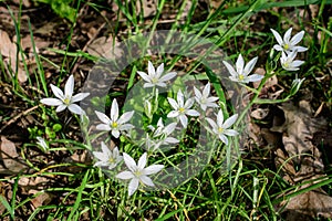 Many delicate small white flowers of Ornithogalum umbellatum plant commonly known as  the garden star-of-Bethlehem, grass lily,