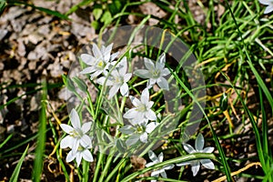 Many delicate small white flowers of Ornithogalum umbellatum plant commonly known as  the garden star-of-Bethlehem, grass lily,