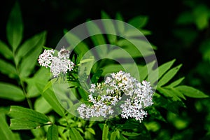 Many delicate small white flowers of Sambucus ebulus plant, known as danewort, dane weed, danesblood, dwarf elder, walewort,
