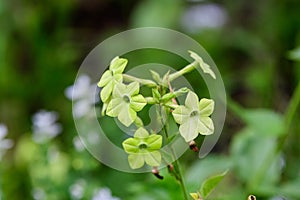 Many delicate white flowers of Nicotiana alata plant, commonly known as jasmine tobacco, sweet tobacco, winged tobacco, tanbaku or photo
