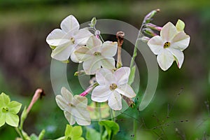 Many delicate white flowers of Nicotiana alata plant, commonly known as jasmine tobacco, sweet tobacco, winged tobacco, tanbaku or