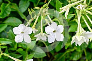 Many delicate white flowers of Nicotiana alata plant, commonly known as jasmine tobacco, sweet tobacco, winged tobacco, tanbaku or