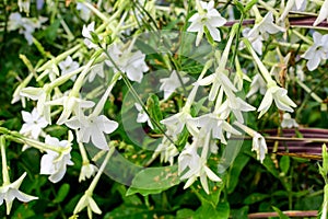 Many delicate white flowers of Nicotiana alata plant, commonly known as jasmine tobacco, sweet tobacco, winged tobacco, tanbaku or