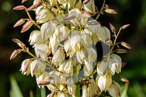 Many delicate white flowers of Yucca filamentosa