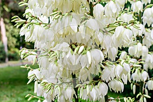 Many delicate white flowers of Yucca filamentosa plant, commonly known as AdamÃ¢â¬â¢s needle and thread, in a garden in a sunny