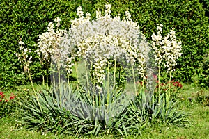 Many delicate white flowers of Yucca filamentosa plant, commonly known as Adamâ€™s needle and thread, in a garden in a sunny