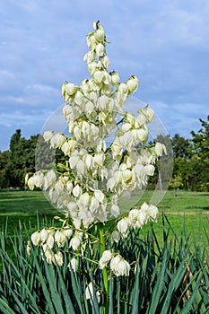 Many delicate white flowers of Yucca filamentosa plant, commonly known as Adamâ€™s needle and thread, in a garden in a sunny