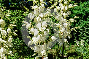 Many delicate white flowers of Yucca filamentosa plant, commonly known as Adamâ€™s needle and thread, in a garden in a sunny