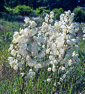 Many delicate white flowers of Yucca plant, commonly known as Adam's needle and thread
