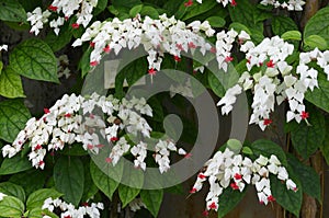 Many delicate white and pink flowers of Cleome hassleriana plant, commonly known as spider flower, spider plant, pink queen, or gr