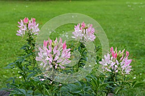 Many delicate white and pink flowers of Cleome hassleriana plant, commonly known as spider flower, spider plant, pink queen, or gr