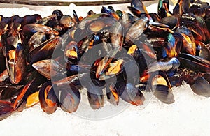 Many delicious Cooked mussels on the ice