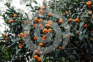 Many delicious tangerine fruits on the succulent green leaves tree