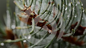 Many dew drops on the needles of a Christmas tree after fog in the early morn