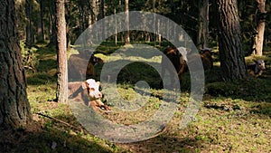 Many diary cows resing in shade in forest