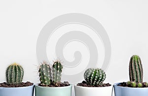 Many different beautiful cacti against white wall. Space for text