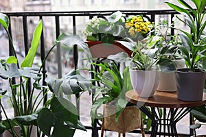 Many different beautiful plants in pots on balcony