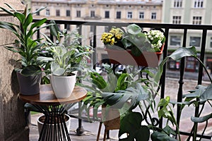 Many different beautiful plants in pots on balcony