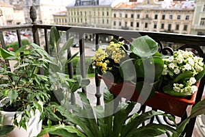 Many different beautiful plants in pots on balcony