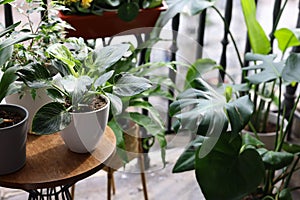 Many different beautiful plants in pots on balcony. Space for text