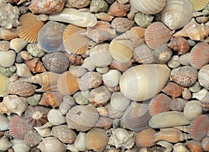 Many different beautiful sea shells background