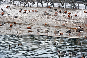 Many different birds on water