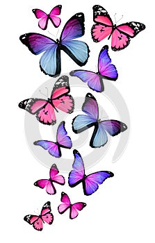 Many different butterflies on white background