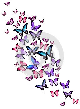 Many different butterflies on white background