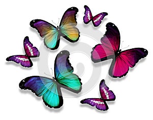 Many different butterflies, on white background