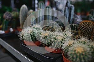 many different cacti in pots, selective focus, tinted image