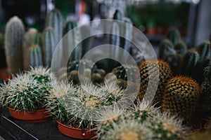 many different cacti in pots, selective focus, tinted image