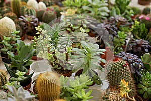 Many different cacti and succulent plants on table