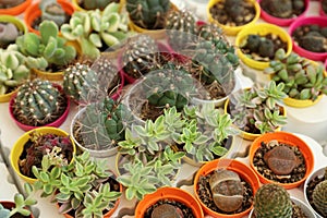 Many different cacti and succulent plants on table